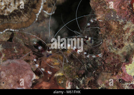 Coral Banded Crevettes Stenopus hispidus) (près de l'île de Panglao, Philippines Banque D'Images