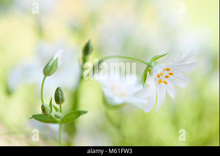 Close-up, macro image de la délicate floraison printanière stellaire à plus grande fleur blanche aussi connu comme Addersmeat ou Stellaria holostea Banque D'Images