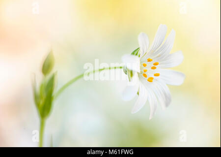 Close-up, macro image de la délicate floraison printanière stellaire à plus grande fleur blanche aussi connu comme Addersmeat ou Stellaria holostea Banque D'Images