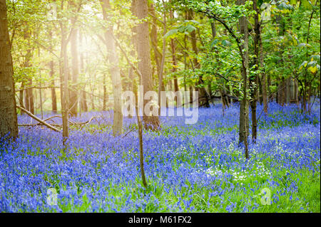 Bois Bluebell dans le magnifique soleil du printemps, l'anglais Bluebell flowers aussi connu sous le nom de Hyacinthoides non-scripta Banque D'Images