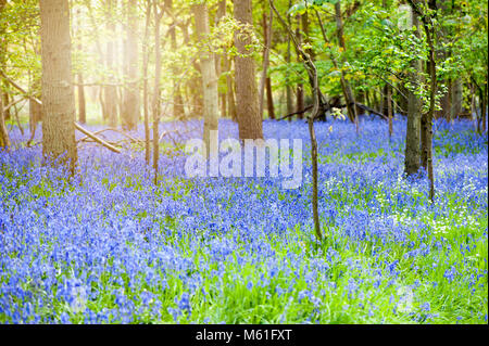 Bois Bluebell dans le magnifique soleil du printemps, l'anglais Bluebell flowers aussi connu sous le nom de Hyacinthoides non-scripta Banque D'Images