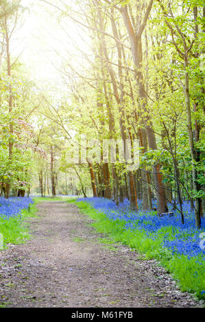 Bois Bluebell dans le magnifique soleil du printemps, l'anglais Bluebell flowers aussi connu sous le nom de Hyacinthoides non-scripta Banque D'Images