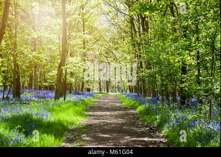 Bois Bluebell dans le magnifique soleil du printemps, l'anglais Bluebell flowers aussi connu sous le nom de Hyacinthoides non-scripta Banque D'Images