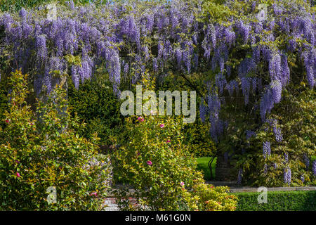 Une belle glycine de Chine Wisteria sinensis - en pleine floraison sur une pergola dans le jardin Banque D'Images