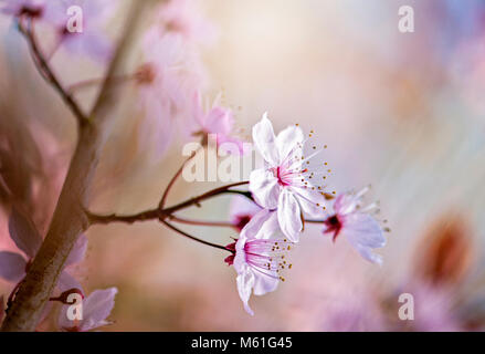 Image en gros plan de la cerise noire à fleurs de printemps fleurs de prunier aussi connu sous le nom de Prunus cerasifera 'Nigra' Banque D'Images