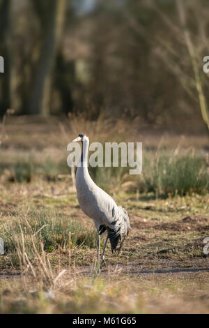 Grue cendrée, Grus grus, au début du printemps sur les marais dans le Somerset Levels,plumage nuptial Banque D'Images