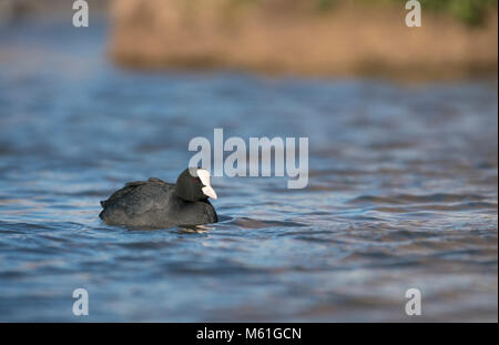 Foulque Fulica atra, natation sur le lac bleu, au début du printemps sur les niveaux de Somerset. Banque D'Images