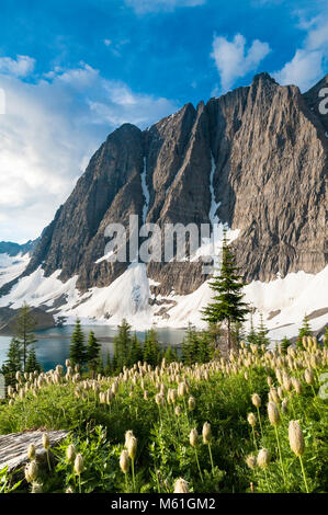 Fleurs sauvages au lac Floe, le Parc National de Kootenay, Colombie-Britannique, Canada Banque D'Images