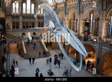 Squelette de rorqual bleu femelle nommée 'Hope' dans le hall Hintze, Natural History Museum, London, UK Banque D'Images