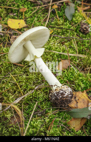 Toadstool pâle (Amanita falloides) couché sur la mousse, de plus en été et en automne Banque D'Images