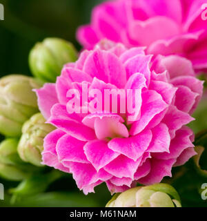 Image de macro fleurs Kalanchoe Blossfeldiana Banque D'Images