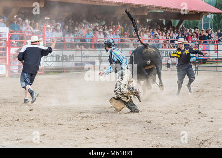 Cowboys du taureau en colère lors de la monte de taureau à la 90e concours Williams Lake Stampede, Banque D'Images