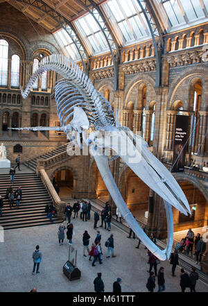 Squelette de rorqual bleu femelle nommée 'Hope' dans le hall Hintze, Natural History Museum, London, UK Banque D'Images