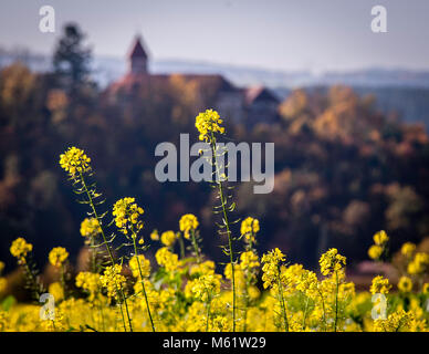 Moutarde de campagne en fleurs devant un fond flou du château de Wernberg à Wernberg-Köblitz, Allemagne Banque D'Images