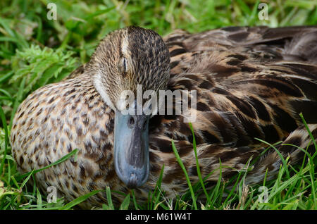 Canard colvert femelle dormir blotti, reposant sur UK Banque D'Images