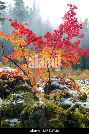 Vine Maple, Acer circinatum, Santiam Trail, McKenzie River National Wild and Scenic River, forêt nationale de Willamette, Oregon Banque D'Images