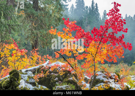 Brouillard, Vine Maple, Acer circinatum, roche de lave, Santiam Trail, McKenzie River National Wild and Scenic River, forêt nationale de Willamette, Oregon Banque D'Images