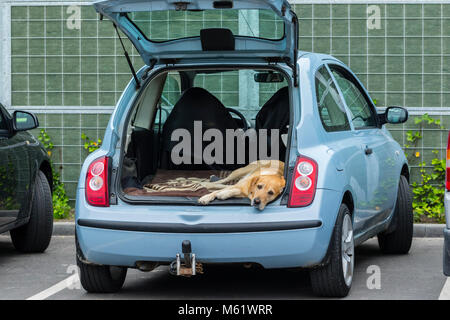 Chien attend dans une voiture garée sur son propriétaire, le propriétaire a laissé la voiture avec une porte arrière sur le parking pendant qu'il est le shopping. Banque D'Images