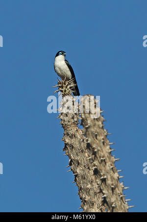 Chabert Leptopterus chabert schistocercus (Vanga) adulte, perché sur le poulpe arbre en Forêt épineuse Parc Mosa, Ifaty, Madagascar Novembre Banque D'Images