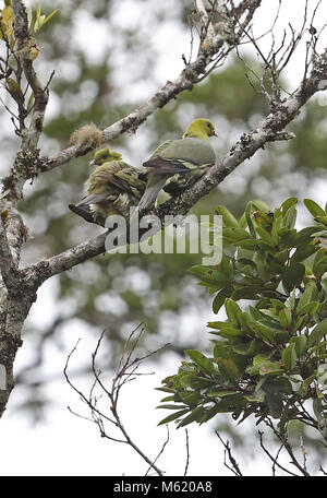 Madagascar Green-pigeon (Treron australis australis) paire adultes perché sur branch après la pluie ; endémique malgache Perinet, Madagascar Banque D'Images