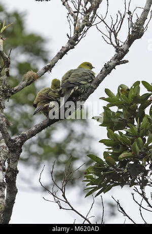 Madagascar Green-pigeon (Treron australis australis) paire adultes perché sur branch après la pluie ; endémique malgache Perinet, Madagascar Banque D'Images