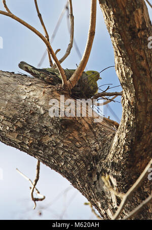 Madagascar Green-pigeon (Treron australis xenius) adulte assis sur nid, endémique de Madagascar Ampijoroa Ankarafantsika, Station forestière, Madaga Banque D'Images