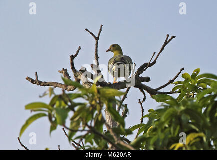 Madagascar Green-pigeon (Treron australis xenius) adulte, perché sur le haut d'arbres endémiques de Madagascar, Ampijoroa Ankarafantsika, Station forestière, Ma Banque D'Images