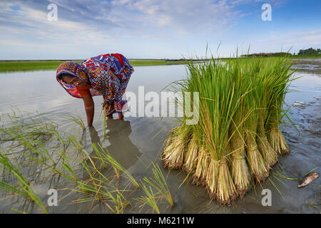 Hasina Begom Kunderpara, plantes du riz dans un village sur une île dans le Brahmapoutre dans le nord du Bangladesh. Banque D'Images