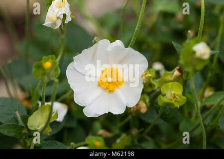 Salvia, Dvärgcistros ciste (Cistus salviifolius) Banque D'Images