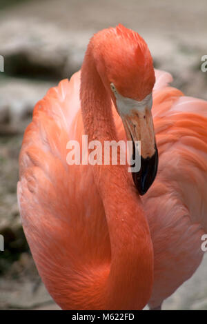 Caraïbes Flamingo (Phoenicopterus ruber), Dolphin Academy et parc animalier, Curaçao, Antilles néerlandaises, Amérique Banque D'Images
