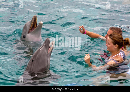 Les touristes d'interagir avec les dauphins, grand dauphin (Tursiops truncatus), Dolphin Academy, Curaçao, Antilles néerlandaises, Amérique Banque D'Images