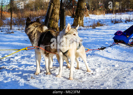 Husky de Sibérie dans la neige au repos après course. Les chiens de traîneau à chiens husky harnaché sports avec traineau sur skis. Sports courses pour animaux en traîneaux harnes Banque D'Images