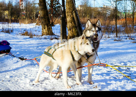 Husky de Sibérie dans la neige au repos après course. Les chiens de traîneau à chiens husky harnaché sports avec traineau sur skis. Sports courses pour animaux en traîneaux harnes Banque D'Images