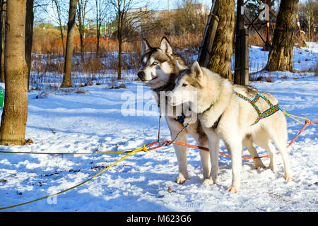 Husky de Sibérie dans la neige au repos après course. Les chiens de traîneau à chiens husky harnaché sports avec traineau sur skis. Sports courses pour animaux en traîneaux harnes Banque D'Images