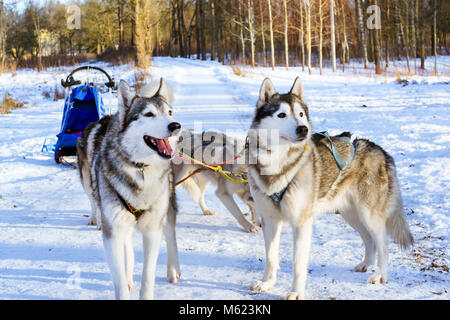 Husky de Sibérie dans la neige au repos après course. Les chiens de traîneau à chiens husky harnaché sports avec traineau sur skis. Sports courses pour animaux en traîneaux harnes Banque D'Images