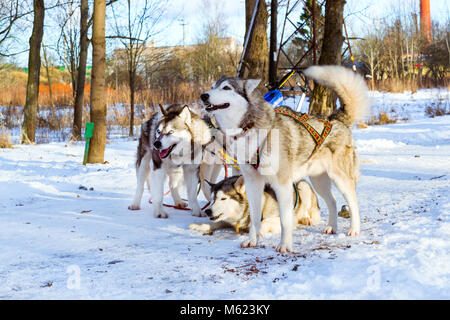 Husky de Sibérie dans la neige au repos après course. Les chiens de traîneau à chiens husky harnaché sports avec traineau sur skis. Sports courses pour animaux en traîneaux harnes Banque D'Images