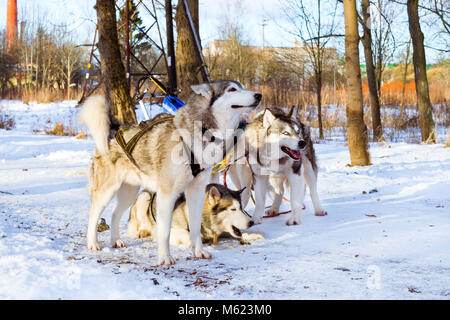 Husky de Sibérie dans la neige au repos après course. Les chiens de traîneau à chiens husky harnaché sports avec traineau sur skis. Sports courses pour animaux en traîneaux harnes Banque D'Images