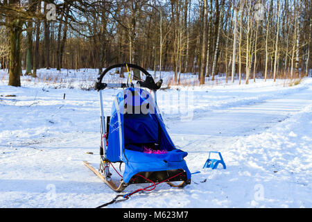 La luge Sports avec traineau sur skis. Sports courses pour les animaux dans le faisceau des traîneaux dans la neige Winter Park Banque D'Images