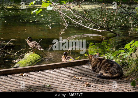 Un chat regarder deux canards dans un étang, attendant de bondir Banque D'Images