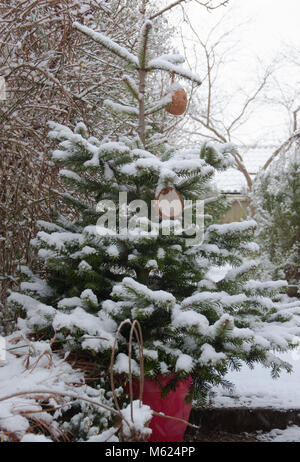 Arbre de Noël (sapin de Nordmann) recouvert de neige avec les mangeoires dans jardin Banque D'Images