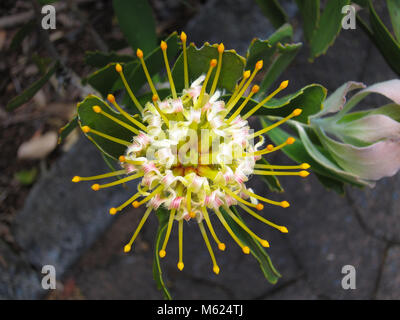 De grandes touffes ou en coussinet Mossel Bay Pincushion (Leucospermum praecox) dans le Jardin botanique de Kirstenbosch, Afrique du Sud Banque D'Images