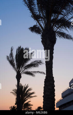 Palmiers silhouetté contre un coucher de soleil colorés de Sitges, au sud de l'Espagne Banque D'Images