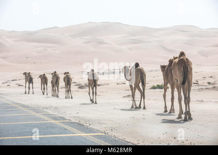 Un troupeau de chameaux d'Arabie - dromadaires marchant sur la route asphaltée. Abu Dhabi, EAU. Banque D'Images