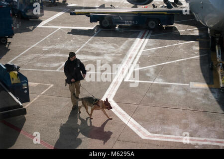 Bombe TSA-chien renifleur à l'œuvre dans l'aéroport - USA Banque D'Images