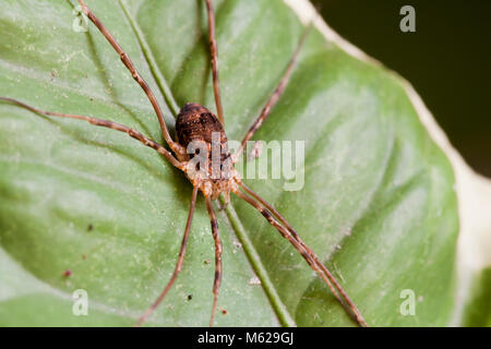 Spider (Leiobunum Harvestmen vittatum) aka Daddy Long Legs, grandaddy longlegs Spider, Spider, carpenter Daddy Long Legs, ou d'un spider - USA Banque D'Images