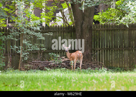 Le cerf de Virginie (Odocoileus virginianus) près de house clôture - Virginia USA Banque D'Images