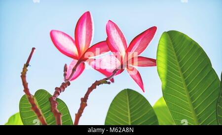 Belle fleur rose - Frangipani ou Plumeria flower Banque D'Images