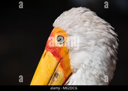 Gros plan de la tête d'une cigogne à bec jaune (Mycteria ibis) Banque D'Images
