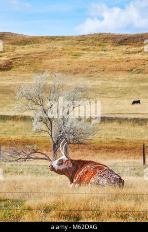 Texas Longhorn repose sur un automne sec pré, USA. Banque D'Images