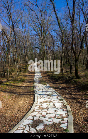 Chemin de pierre dans une forêt Banque D'Images